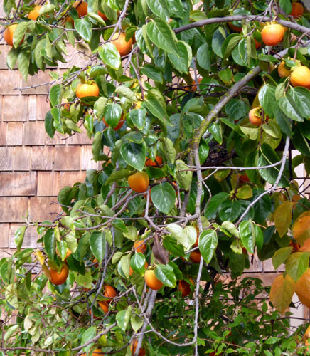 Persimmon